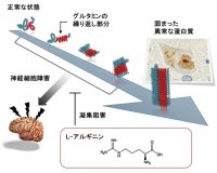 脊髄小脳失調症の新しい治療薬候補を発見　～L-アルギニンの脊髄小脳失調症6型に対する治験結果～