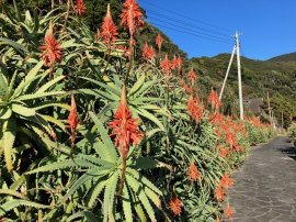 伊豆白浜に群生するアロエ