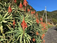 初冬の絶景！伊豆白浜アロエの里で開催の「第40回 アロエの花まつり」　12/8(日)謝恩イベントで「アロエねばねば体験」デモンストレーションを実施