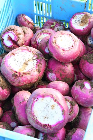 【岐阜県高山市】飛騨の伝統野菜『赤カブ』の収穫が始まりました