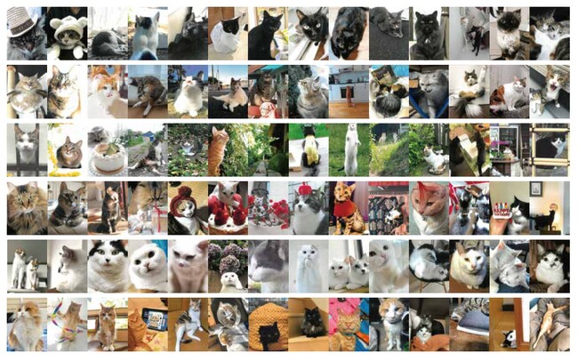 お気に入りの一枚に投票。大佛次郎×ねこ写真展2025