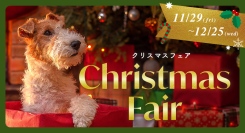 OFTでは11月29日からChristmas Fair（クリスマスフェア）がスタート♪好評発売中の福袋もプレゼントにピッタリ♪