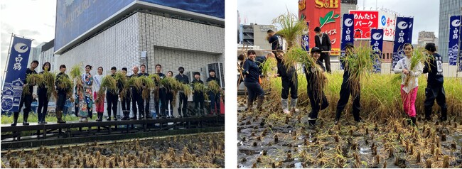 東京・銀座屋上の農園「白鶴銀座天空農園」で自社開発酒米「白鶴錦」の稲刈りが無事終了！