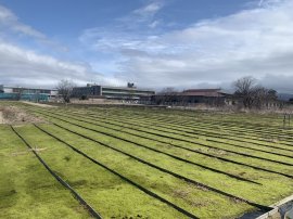 砂苔シート栽培風景