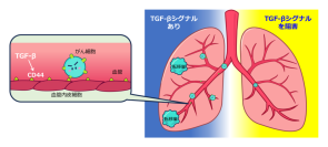 血管をターゲットに！ TGF-β/CD44抑制でがん血行性転移を阻止～がん転移の予防・治療への応用に期待