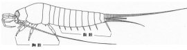 図１　イシノミ。翅を獲得する以前の原始的な体制を示していて、腹部にも肢の名残の8対の「腹肢」がある。