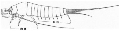 【名城大学×筑波大学】正体不明のイシノミが昆虫の配偶行動の進化上の重要な特徴を持っていた！