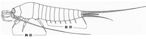 【名城大学×筑波大学】正体不明のイシノミが昆虫の配偶行動の進化上の重要な特徴を持っていた！