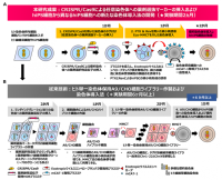 ヒトiPS細胞間での染色体導入を実現～ヒトiPS細胞を用いた疾患機序解明や再生医療研究への応用を期待