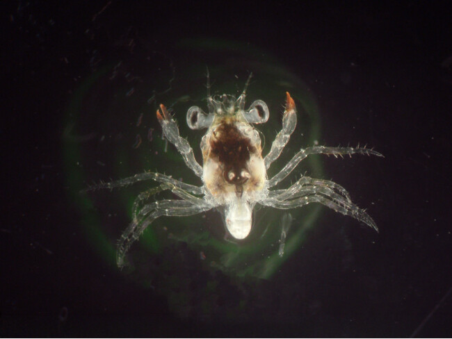 水族館初、カニの育ての親になります/城崎マリンワールド