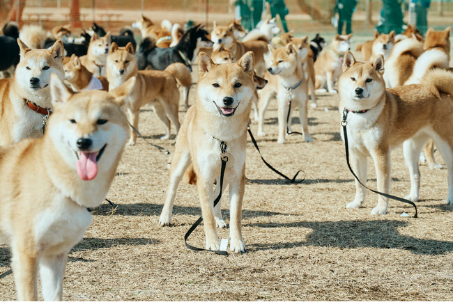 【埼玉】柴犬・ペキニーズの愛犬家向けイベント開催決定！ご家族と愛犬で一緒に楽しめる多彩な参加型プログラムが盛りだくさん！