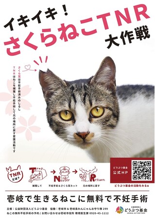 壱岐島の猫を救う新プロジェクト「イキイキさくらねこTNR」実施決定!