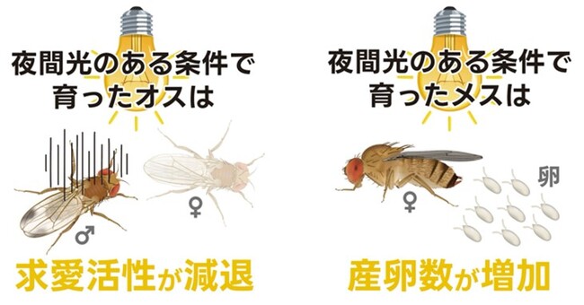夜間の人工光がハエの繁殖を後押し? ～都市の明るさはハエの成長や繁殖に多様な影響を与える～