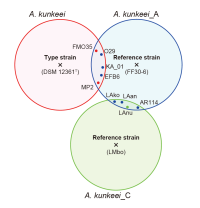 【東京農業大学】研究成果（共同）「Apilactobacillus kunkeei とその近縁株の分類に関する新たな発見」