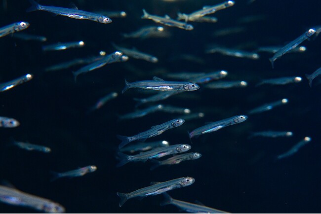 冬の琵琶湖の風物詩！氷魚（ひうお）展示が始まりました