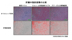 水溶性食物繊維 