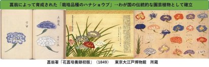 【玉川大学農学部研究成果】日本伝統の園芸植物、ハナショウブ（花菖蒲）の起源とその育成基になった野生のノハナショウブの多様性を解明　--文化財、遺伝資源としての保護活動に期待--