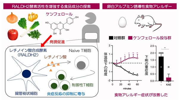 抗炎症免疫応答に寄与するRALDH2の発現を促す食品由来物質を同定　～免疫疾患の新たな予防法開発につながる成果～