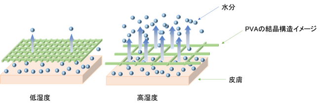 肌の恒常性維持のための技術開発について