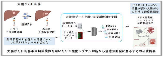 今まで根本的な治療法のなかった悪性度の高い大腸がん肝転移の新たな治療法開発に資する発見！
