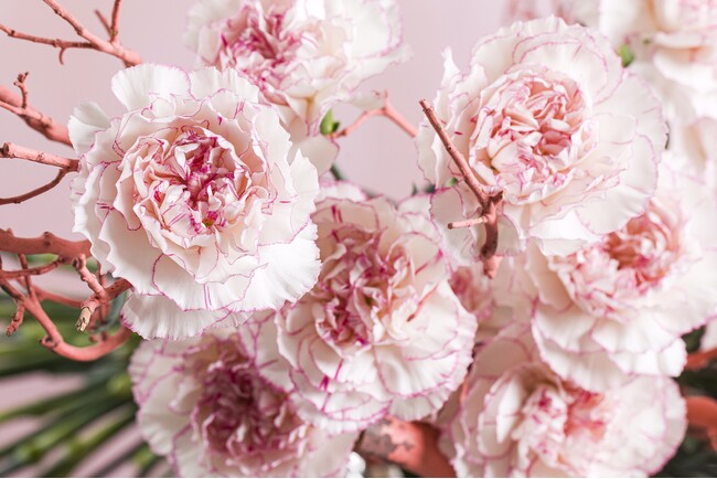 デュメンオレンジ、切り花カーネーションの試作圃場を愛知県に移転。日本のマーケットニーズと耐病性の両面から品種選抜により力を注ぐ。