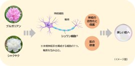 「ブルガリアンローズ」と「シャクヤク」のシュワン細胞を介した効果