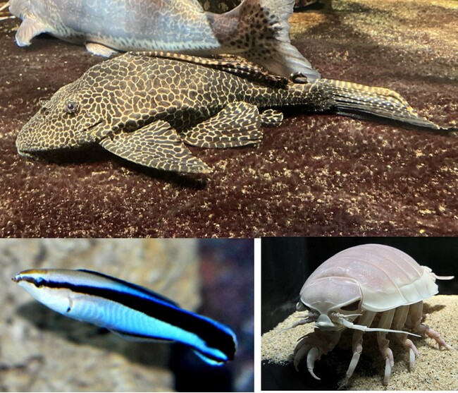水族館&いきものを深堀り！発見がいっぱい！サンシャイン水族館いきものディスカバリー通信vol.23「生き物たちも年末の大掃除！？お掃除をする生き物をご紹介 」