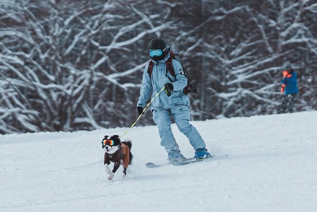わんちゃんだけお留守番はもう終わり！広大な雪のゲレンデをわんちゃんと一緒に滑れるスキー場　黒姫高原スノーパークが今シーズン12月21日(土)にオープン！