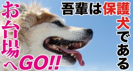 お台場へGO！(追悼)火野正平さんナレーションの映画『吾輩は保護犬である』のイベント付き上映会を開催！！