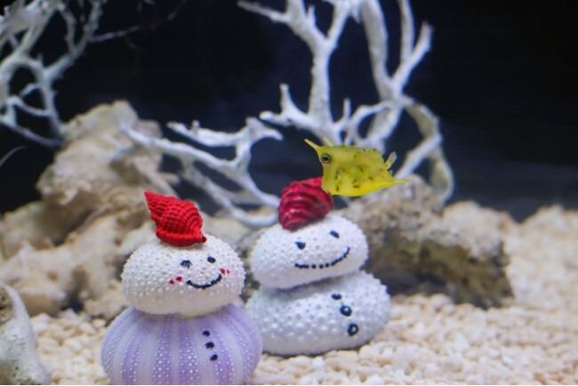 クリスマスにちなんだ生きもの大集合！四国水族館で『クリスマス展』開催中