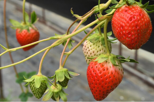 【岐阜県高山市】甘さ抜群『雪見いちご』の収穫が始まりました