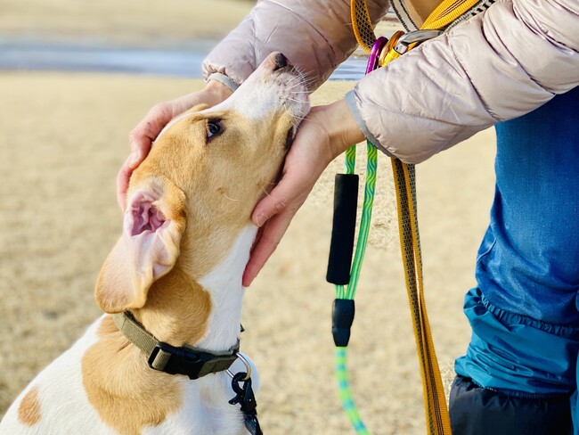 株式会社日本中央住販、NPO法人ピースウィンズ・ジャパンの「ワンだふるサポーター」に！−犬の殺処分ゼロへの支援を開始