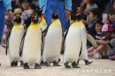 長崎ペンギン水族館(長崎県 長崎市) 長崎ペンギン水族館(長崎県 長崎市)