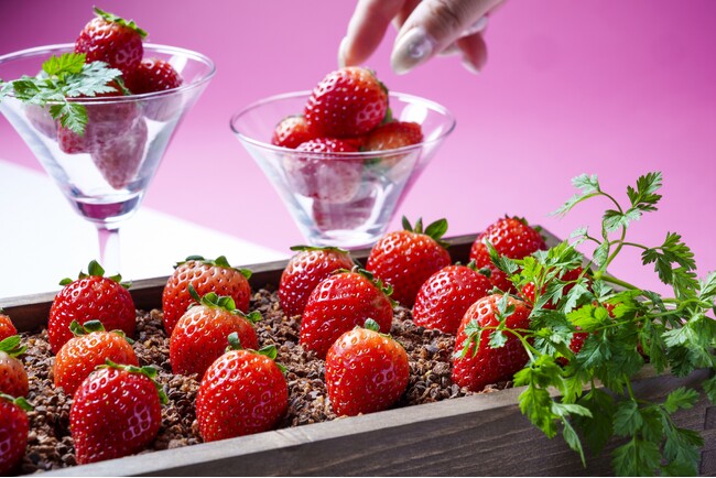 【アロフト東京銀座】甘酸っぱいひとときを堪能する『いちごセレクション2025』