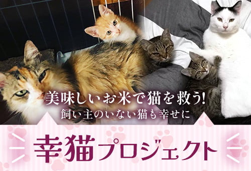 ＼第3弾 飼い主のいない猫も幸せに／佐賀県鹿島市のTNR活動、地域猫活動の推進へのご寄附をお願いいたします。～幸猫プロジェクト～