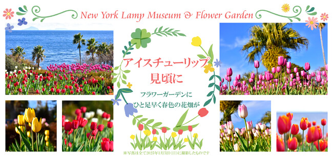 伊豆・城ケ崎海岸のフラワーガーデンでアイスチューリップが見頃に!