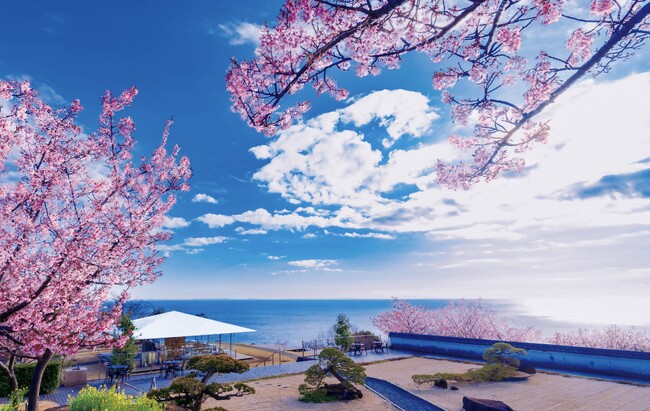 早くも桜が開花！お花見を先取りできる多彩な桜イベントを、1月1日～3月31日で開催。