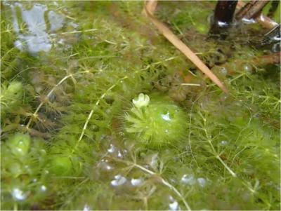 【埼玉県】「埼玉県レッドリスト2024 植物編」の公表及びムジナモ野生復帰について