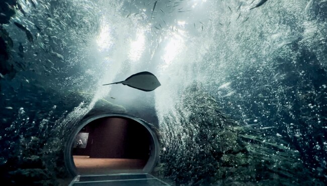 【上越市立水族博物館 うみがたり】雪のようなバブルに包まれる「冬」の特別体験！『舞鰯シャイニリュージョン～Japanese Snow Dome～』【令和７年１月１７日（金）～３月２７日（木）】