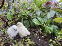 「天然記念物のうこっけいの放し飼い有精卵」の販売を2025年1月より開始　大プレゼントキャンペーンも実施