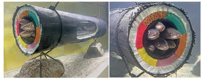 【横浜・八景島シーパラダイス】水族館ならではの節分イベント開催！アナゴの恵方巻水槽【２０２５年１月１１日（土）～２月２日（日）】