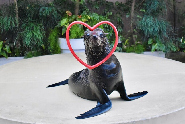 【マクセル アクアパーク品川】“バレンタイン”ならではの演出を取り入れたパフォーマンスや特別解説を開催！『アクアバレンタインウィーク』【２０２５年２月１日（土）～１４日（金）】