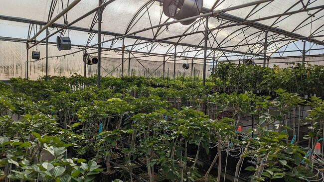 SAFの原料として期待されるポンガミアの試験植林を豪州クイーンズランド州にて開始