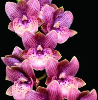 「第20回 関西らんフェスタ＆園芸フェア」を開催