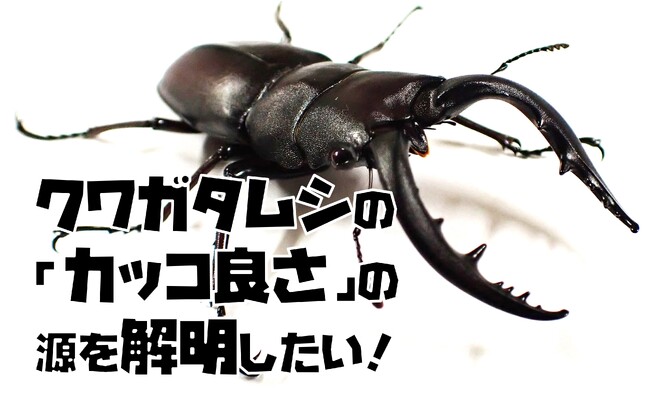 クワガタムシの「カッコよさ」の源を解明するためにクラウドファンディングを開始