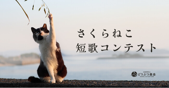 猫の殺処分ゼロを目指す公益法人が開催する「さくらねこ短歌コンテスト」本日より作品募集開始！
