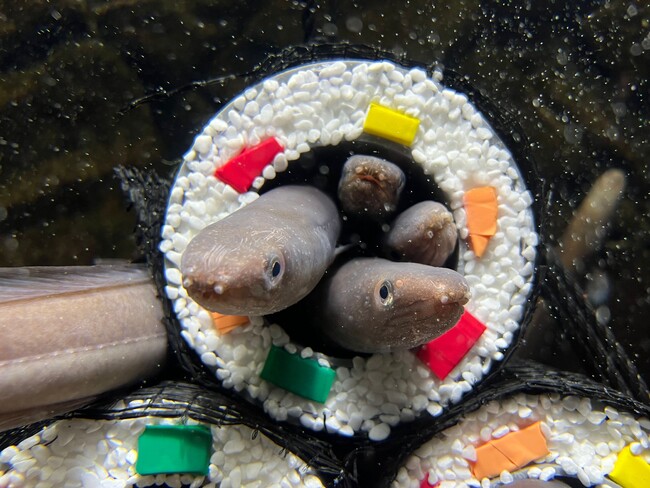 【上越市立水族博物館 うみがたり】節分にちなんだ『アナゴの恵方巻水槽』【令和７年１月２５日（土）～２月２日（日）】