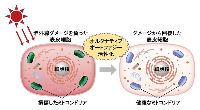 資生堂、東京科学大学との共同研究でオルタナティブオートファジーに新機能を発見　～紫外線による肌の光老化を抑制する働きを解明、毛葉香茶菜(もうようこうちゃさい)エキスを開発～