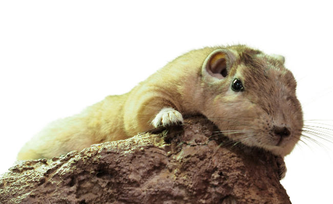 見られるのは日本でたった2施設だけ!足立区生物園で砂漠の妖精グンディの展示を開始します