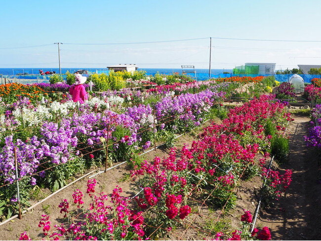 南房総の春は目の前　数多くの花が咲き誇る“花の季節”が始まります　休暇村館山では、館山市のイメージフラワーのひとつ「ストック」のお土産付き宿泊プランを1月14日より販売
